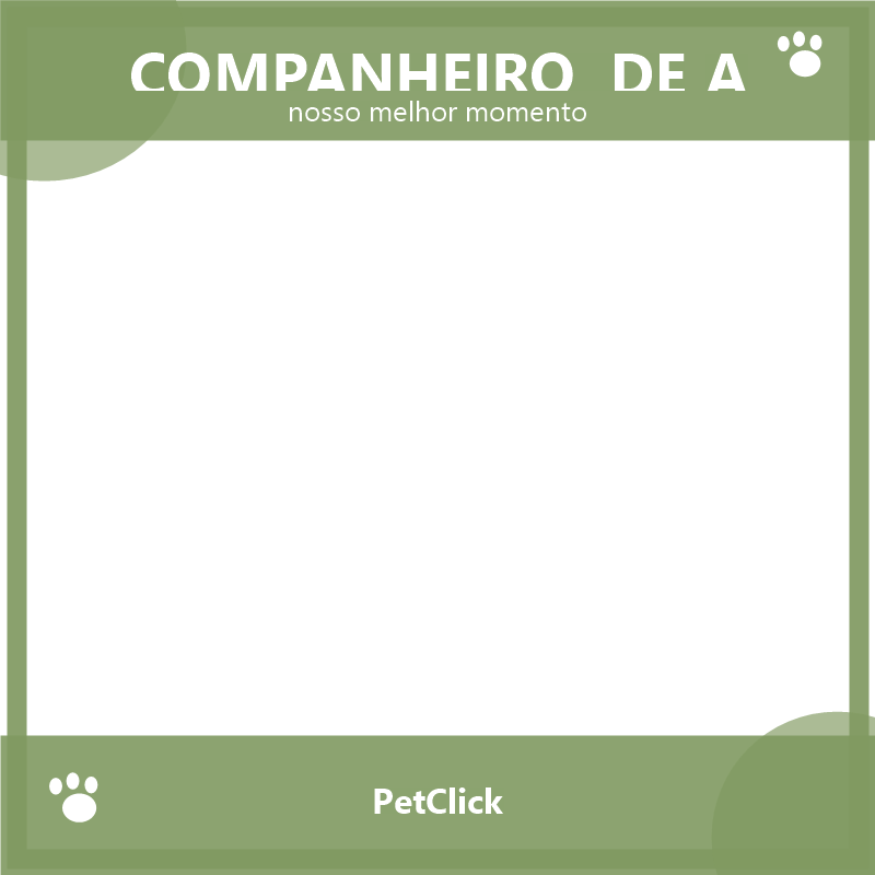 Companheiro de aventuras